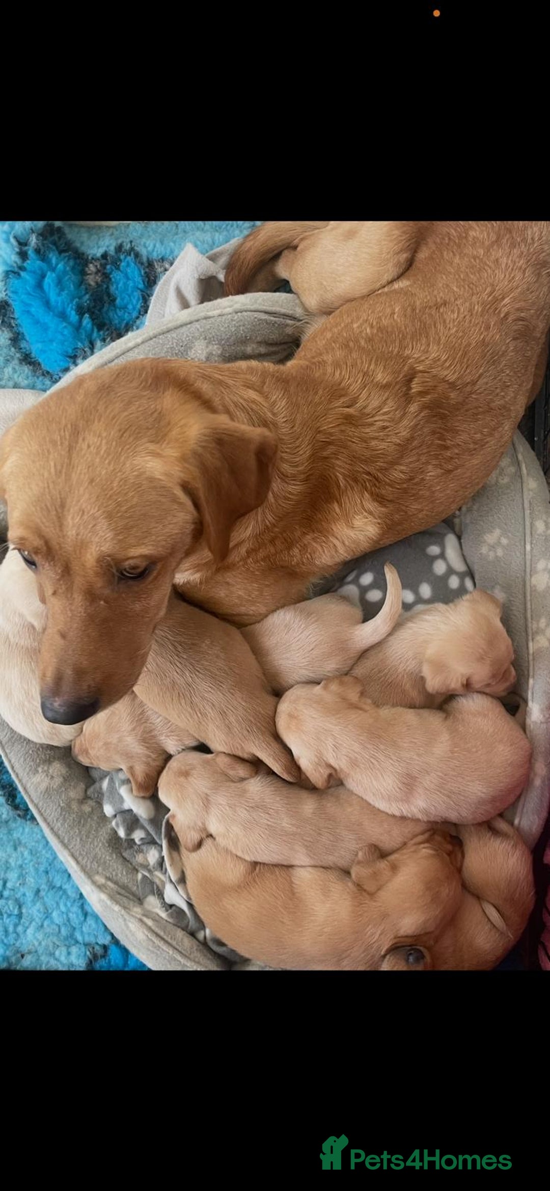Labrador Retriever dogs for sale: 4 x  Yellow Male KC Labradors left - Advert 8