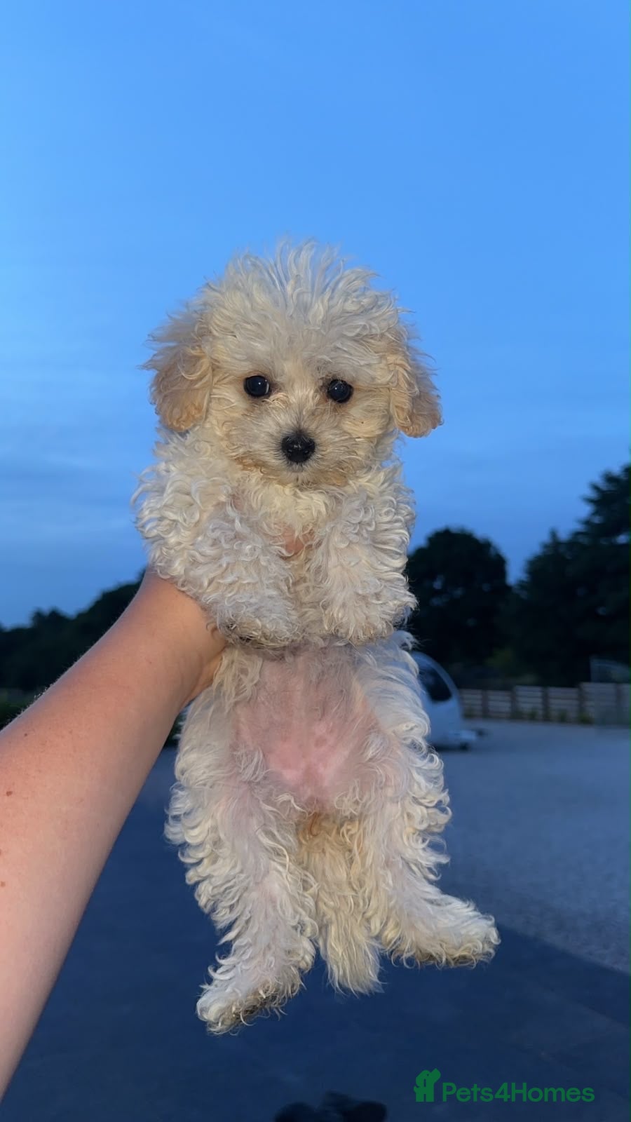 Maltipoo dogs ❤️Two small beautiful girls f1 Maltipoo❤️ - Advert 1
