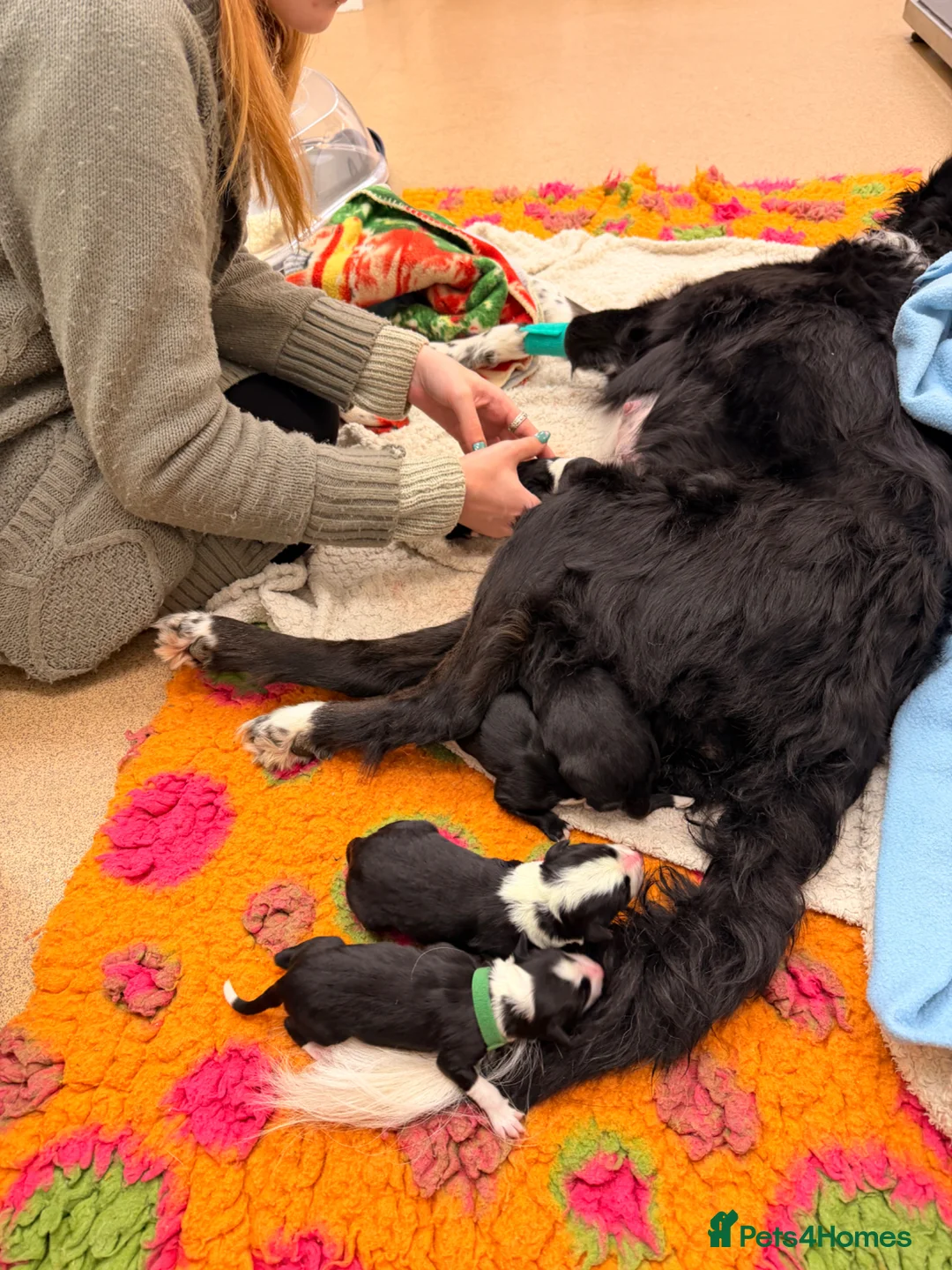 Border Collie dogs for sale: Beautiful border collie pups  - Advert 1
