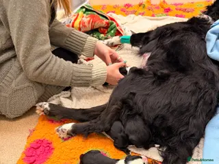 Border Collie dogs Beautiful border collie pups - Advert 1