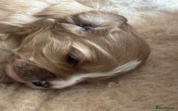 Cavapoo dogs for sale: King Charles Cavalier x Cavapoo - Image 16