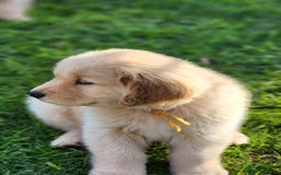 Golden Retriever dogs for sale: Home Coming Golden Retrevier Puppies. - Image 6