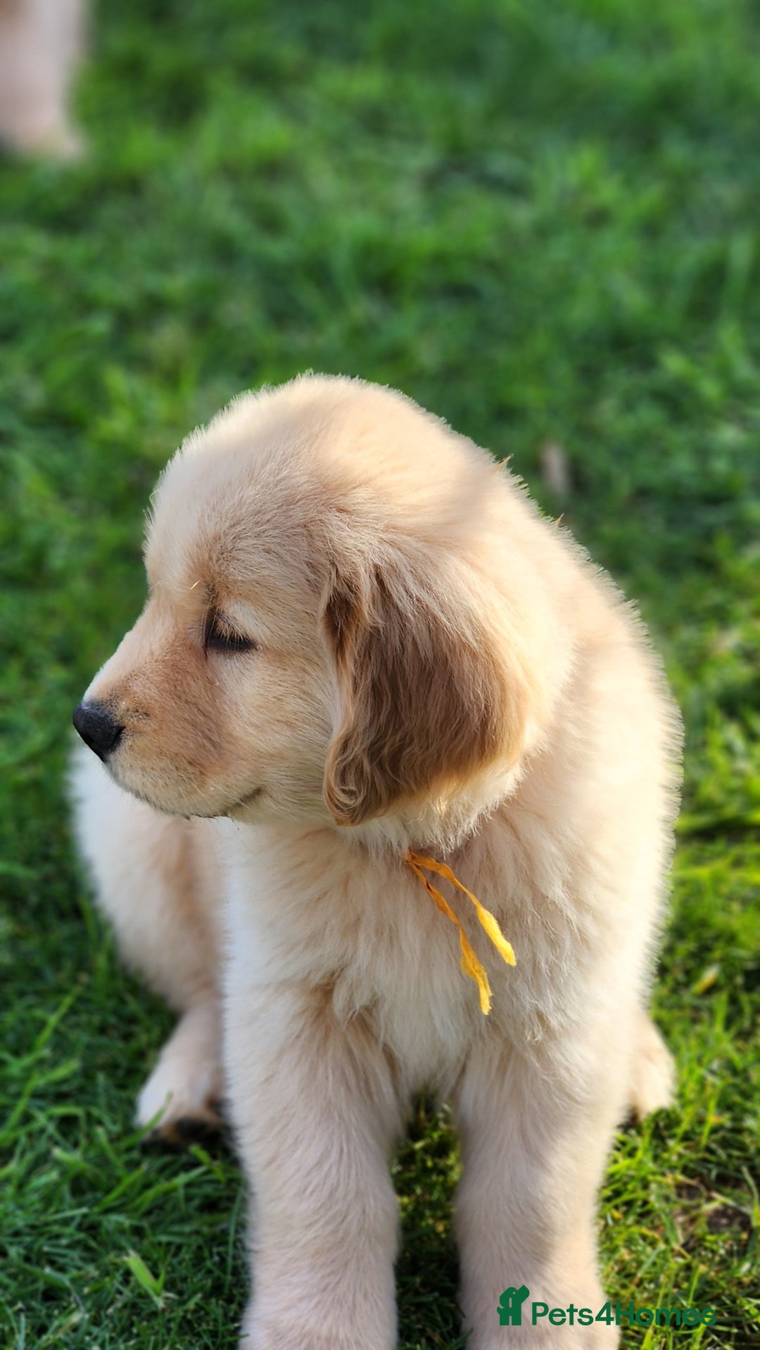 Golden Retriever dogs for sale: Home Coming Golden Retrevier Puppies. - Image 6