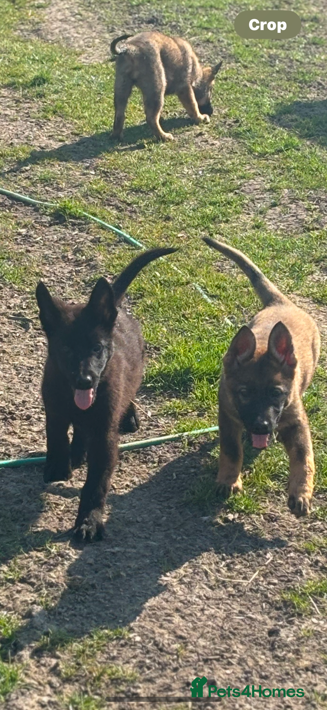 German Shepherd dogs for sale: German shepherd puppy  - Image 4