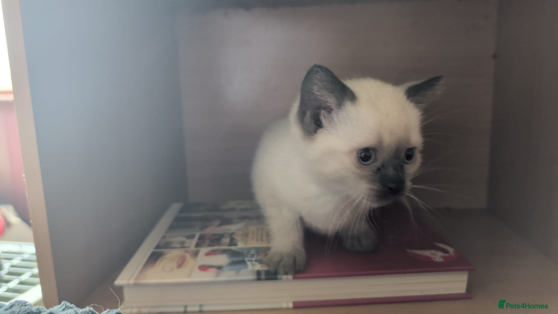 Mixed Breed cats for sale: Siamese Cross Ragdoll kittens plus black/white - Advert 13