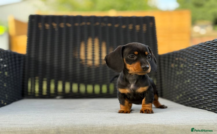 Miniature Dachshund dogs - Advert 10