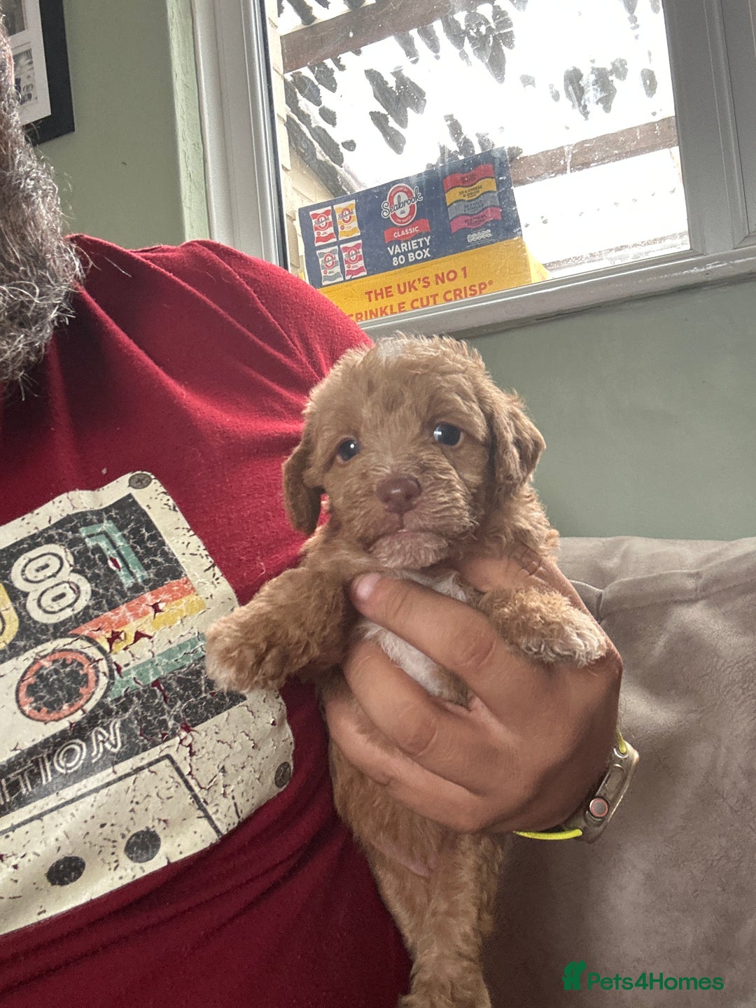 Mixed Breed dogs for sale: CockerpooXitalian spinone poo  - Image 11