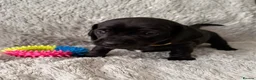 Miniature Dachshund dogs for sale: Rare Solid Colour PRA Clear KC Mini Dachshund Pups - Advert 7