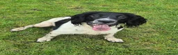 English Springer Spaniel dogs for stud: Black and white English springer spaniel for stud - Advert 4