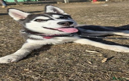 Siberian Husky dogs for sale: Just left 1 girls to reserve! SASHA in Southampton - Image 15