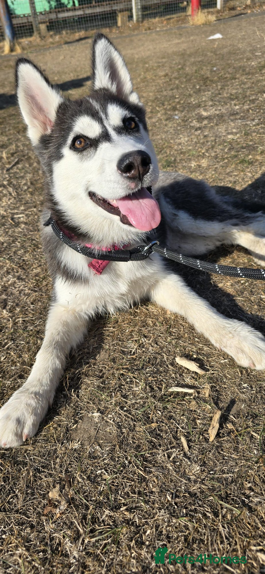 Siberian Husky dogs for sale: Just left 1 girls to reserve! SASHA in Southampton - Image 15
