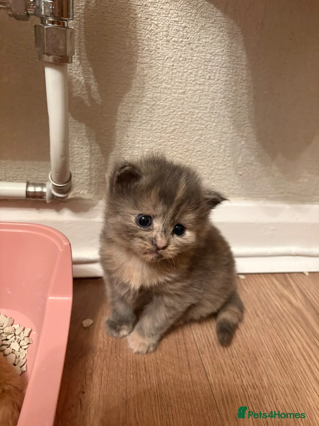 Mixed Breed cats for sale: Mixed Breed Kittens  - Advert 2