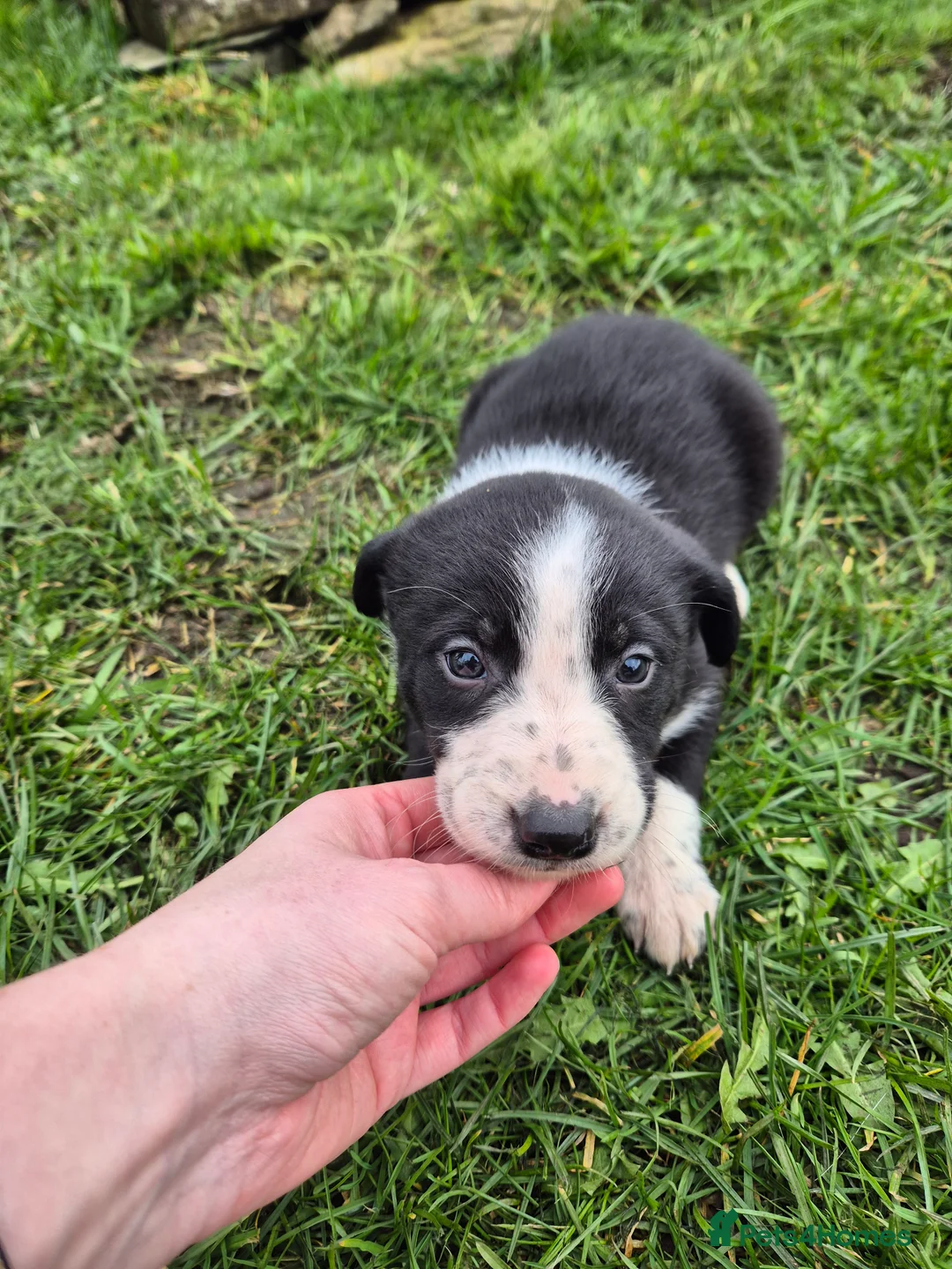 Mixed Breed dogs for sale: Gorgeous border collie cross puppies  in Llanrwst - Advert 2