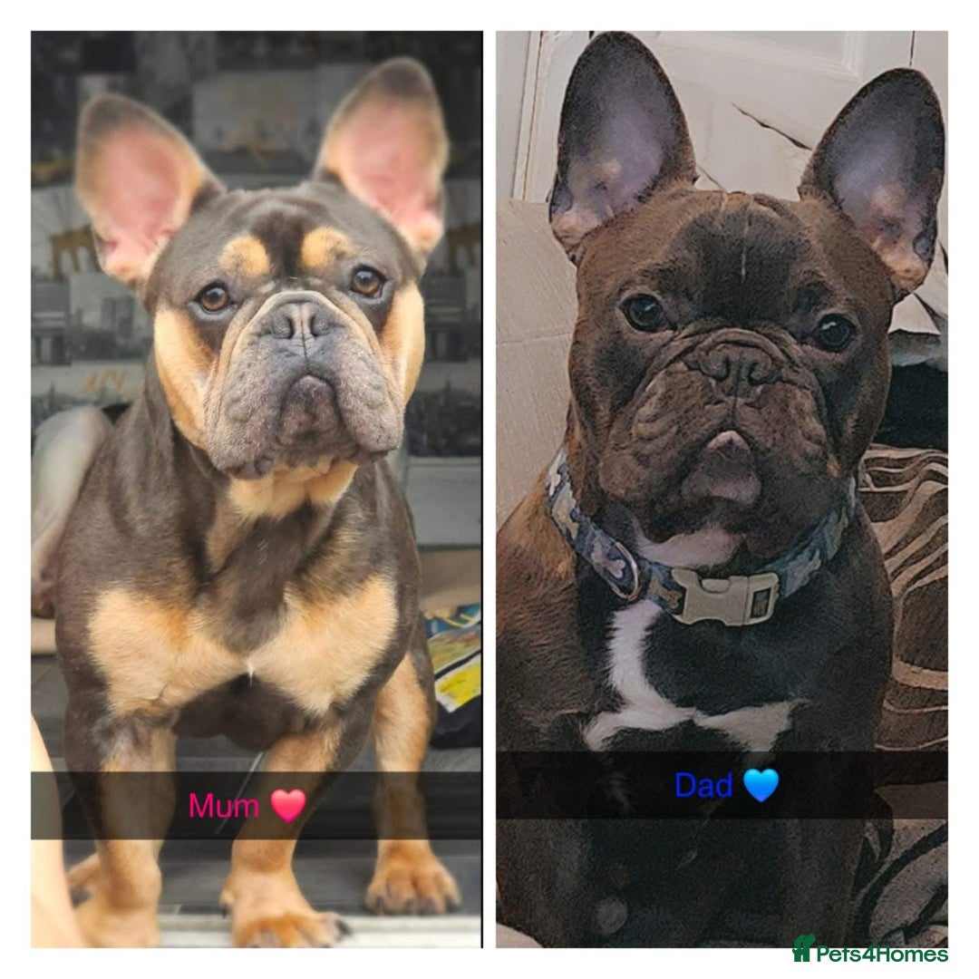 French Bulldog dogs for sale: French bull dog puppies  - Image 6
