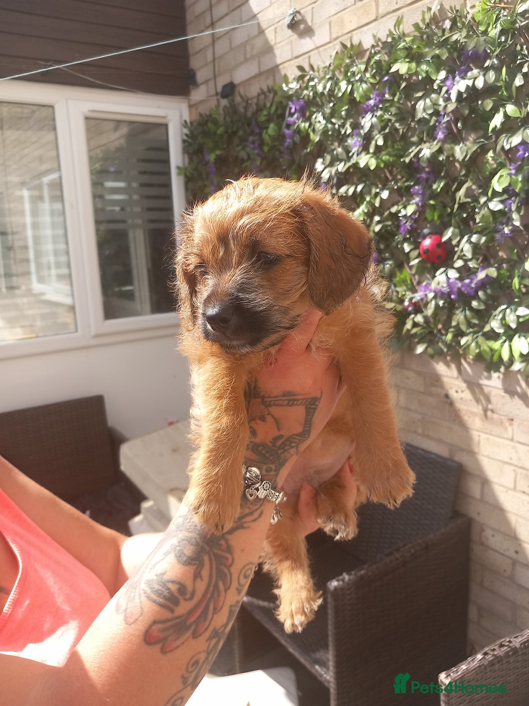 Mixed Breed dogs for sale: REDUCED ✨️Beautiful CockapooX READY TO GO NOW✨️ - Image 1