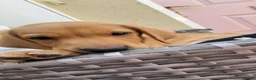 Labrador Retriever dogs for sale: 1 girl left…Beautiful litter of Labrador puppies - Advert 2