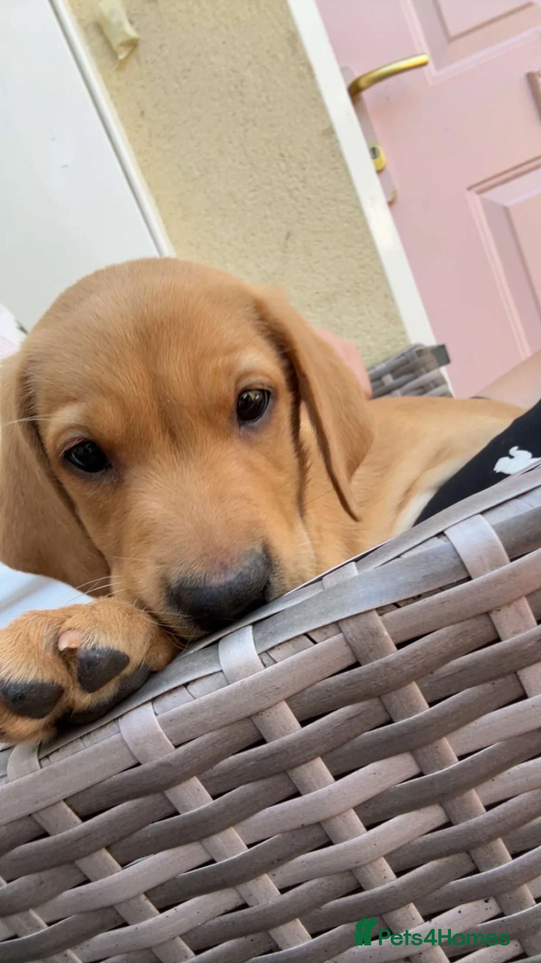 Labrador Retriever dogs for sale: 1 girl left…Beautiful litter of Labrador puppies - Advert 2