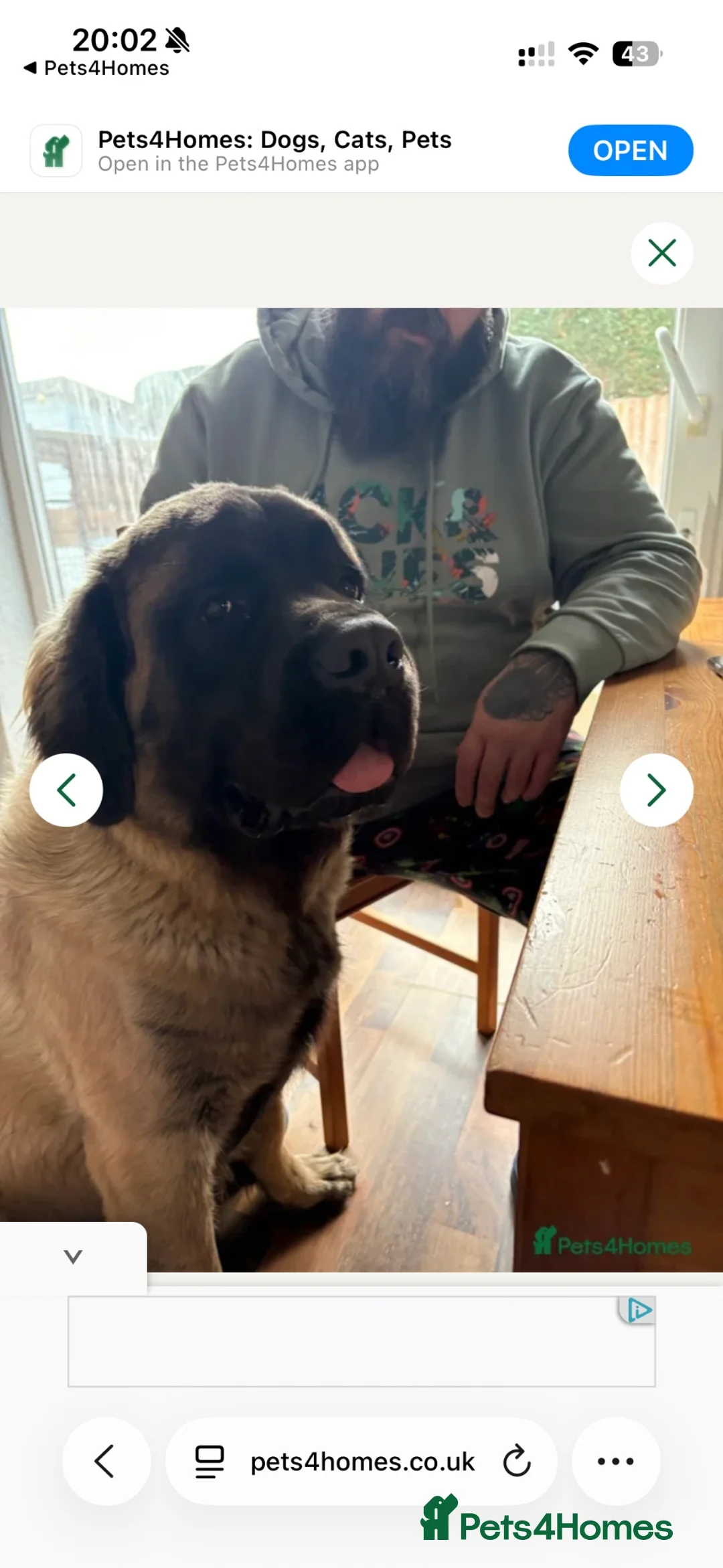 Mastiff dogs for sale: Old English Mastiff  in Doncaster - Advert 2
