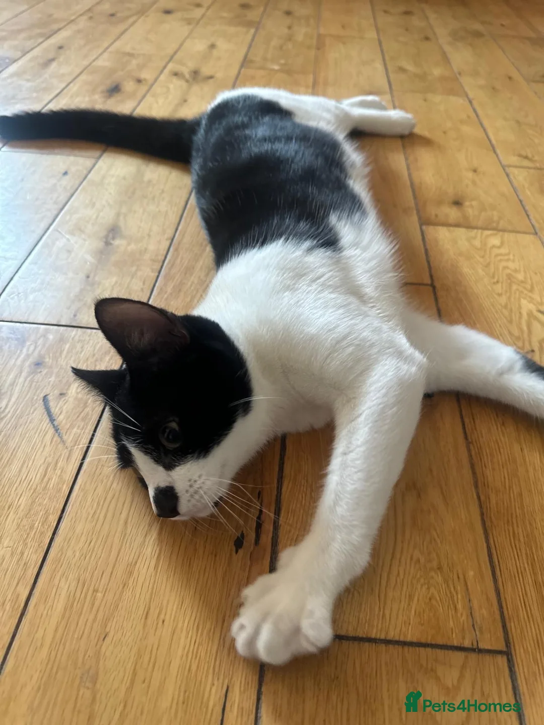 Mixed Breed cats for sale: cats for sale - Advert 2