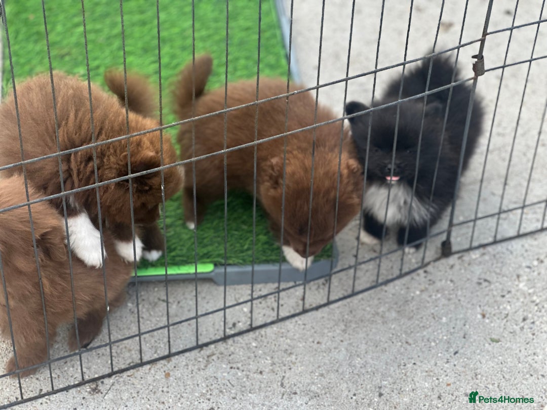 Pomeranian dogs for sale: Pomeranian puppies  - Image 14