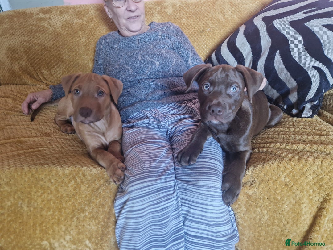 Mixed Breed dogs for sale: Doberman/labrador x american bulldog/english staff - Advert 22