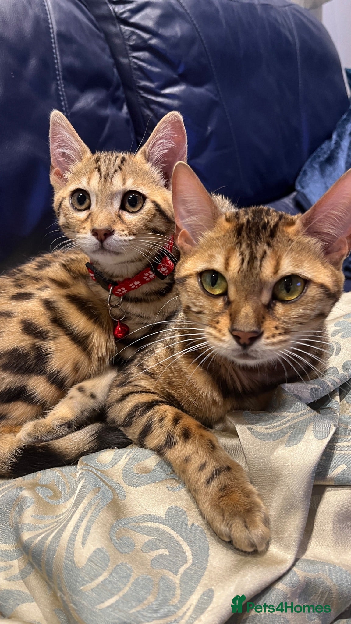 Bengal cats Genuine bengal kitten Tica registered  - Advert 3