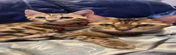 Bengal cats for sale: Genuine bengal kitten Tica registered  - Advert 1