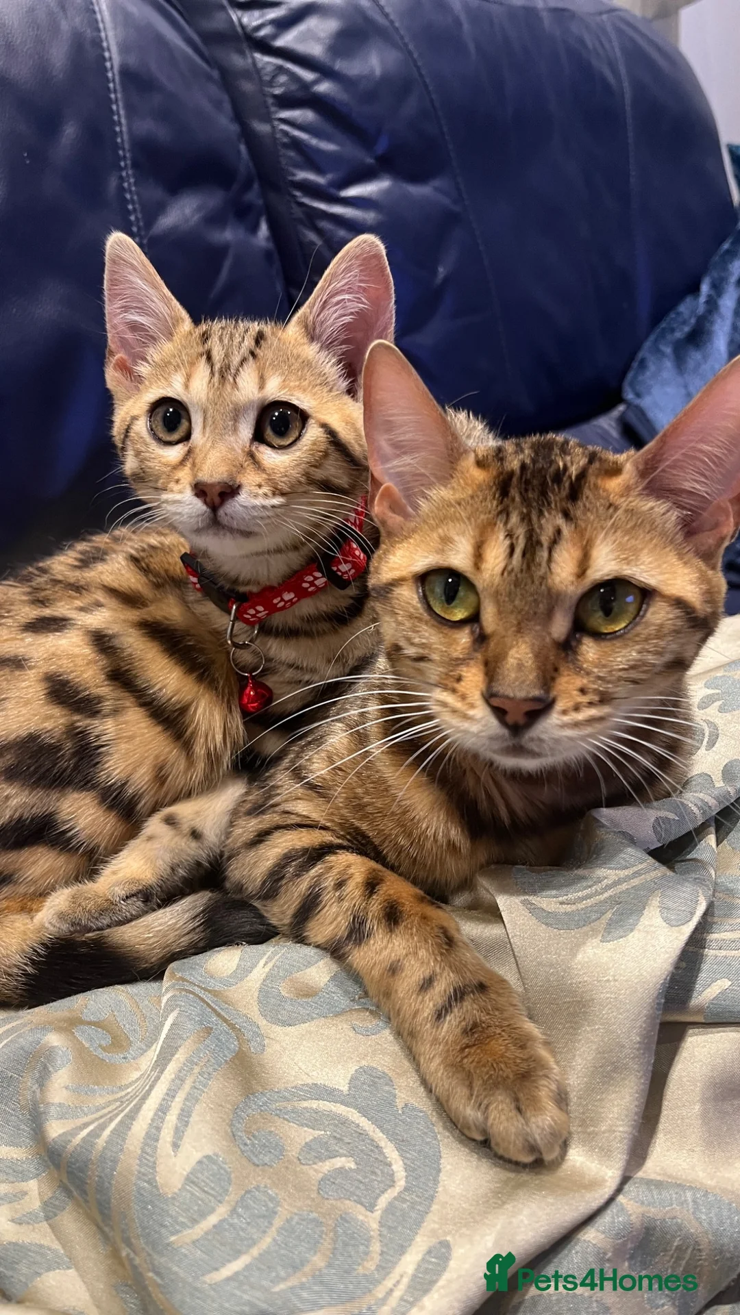 Bengal cats for sale: Genuine bengal kitten Tica registered  - Advert 1
