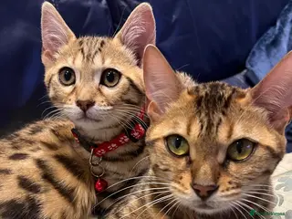 Bengal cats Genuine bengal kitten Tica registered - Advert 1