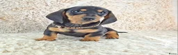Miniature Dachshund dogs for sale: Beautiful Miniature Dachshund Puppies  - Advert 19