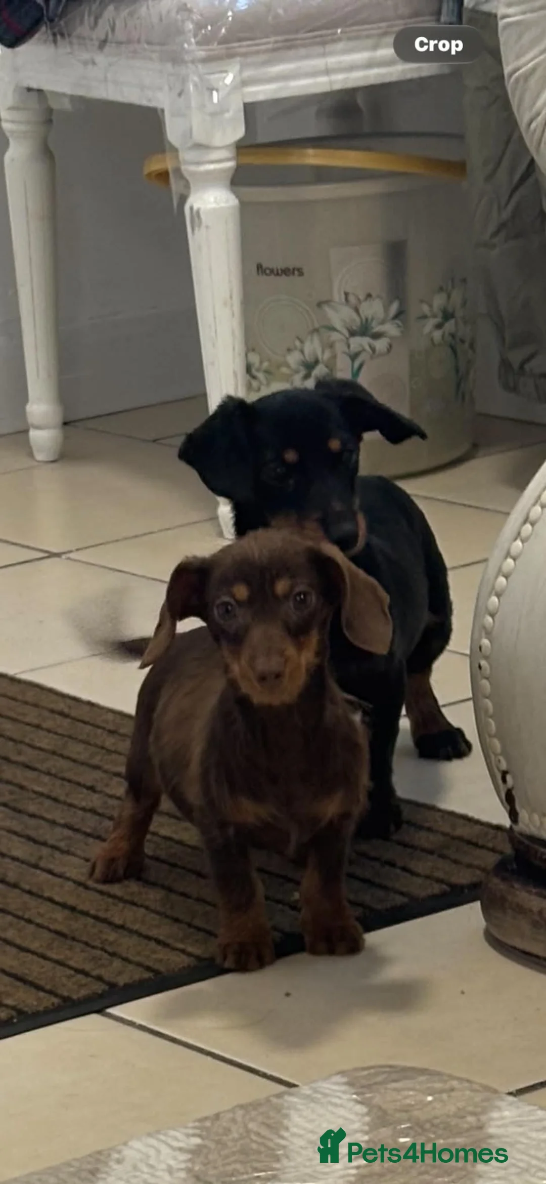 Dachshund dogs for sale: Dachshund  - Advert 7