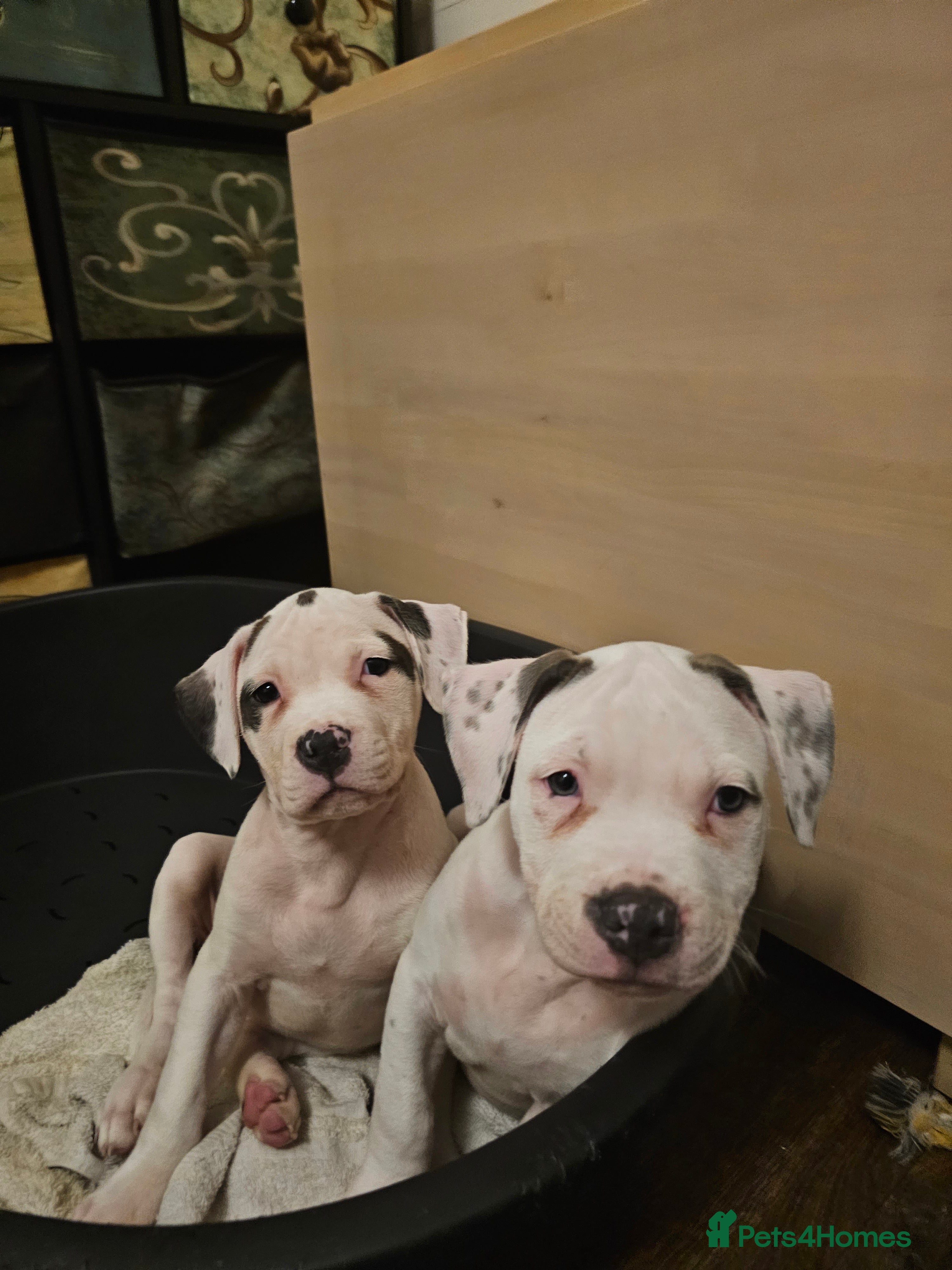 Mixed Breed dogs Staffordshire bull terrier cross puppies  - Advert 14