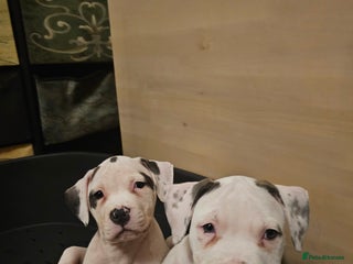 Mixed Breed dogs Staffordshire bull terrier cross puppies - Advert 14