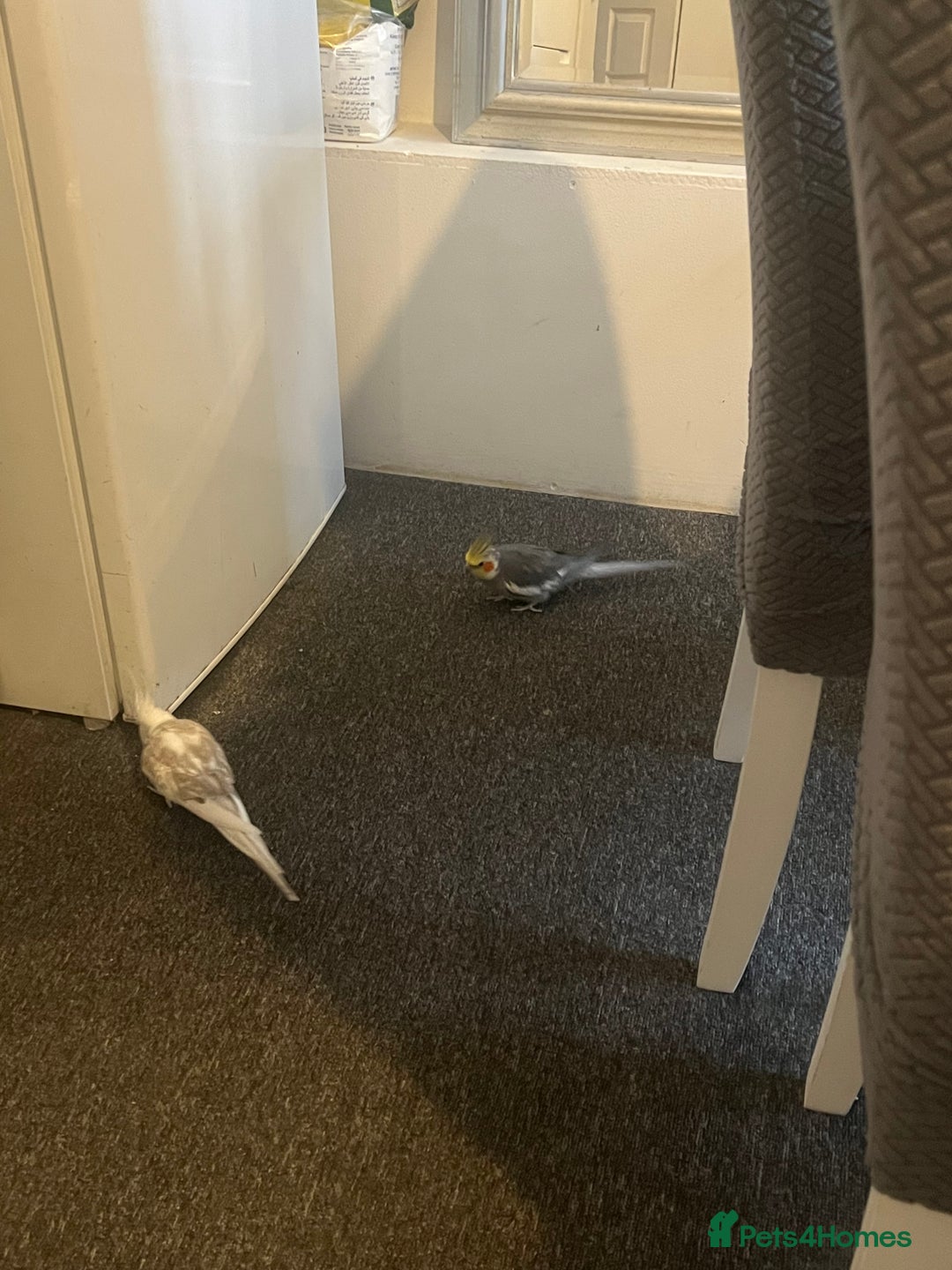 Cockatiels birds for sale: COCKATIELS FOR SALE!! - Advert 5