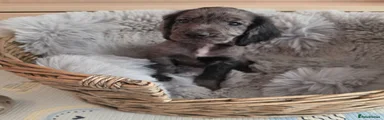 Black Roan Female