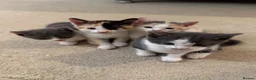 Mixed Breed cats for sale: Beautiful Calico and bicolour Kittens!! - Advert 12