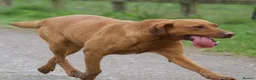 Labrador Retriever dogs for sale: FOX RED LAB PUPS PARENTS EXTENSIVELY HEALTH TESTED - Advert 10