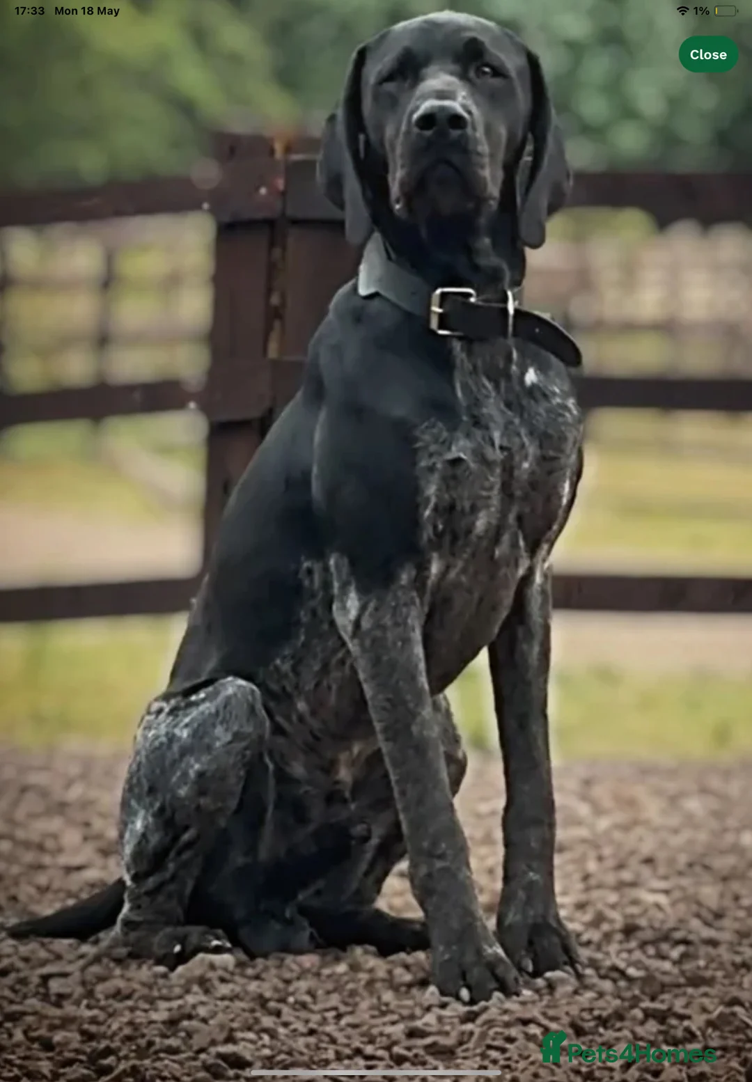 German Shorthaired Pointer dogs for sale: Premium GSP Puppies from Award-Winning Bloodlines - Advert 2