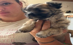 Mixed Breed dogs for sale: Schi-Chi babies in Wadebridge - Image 8