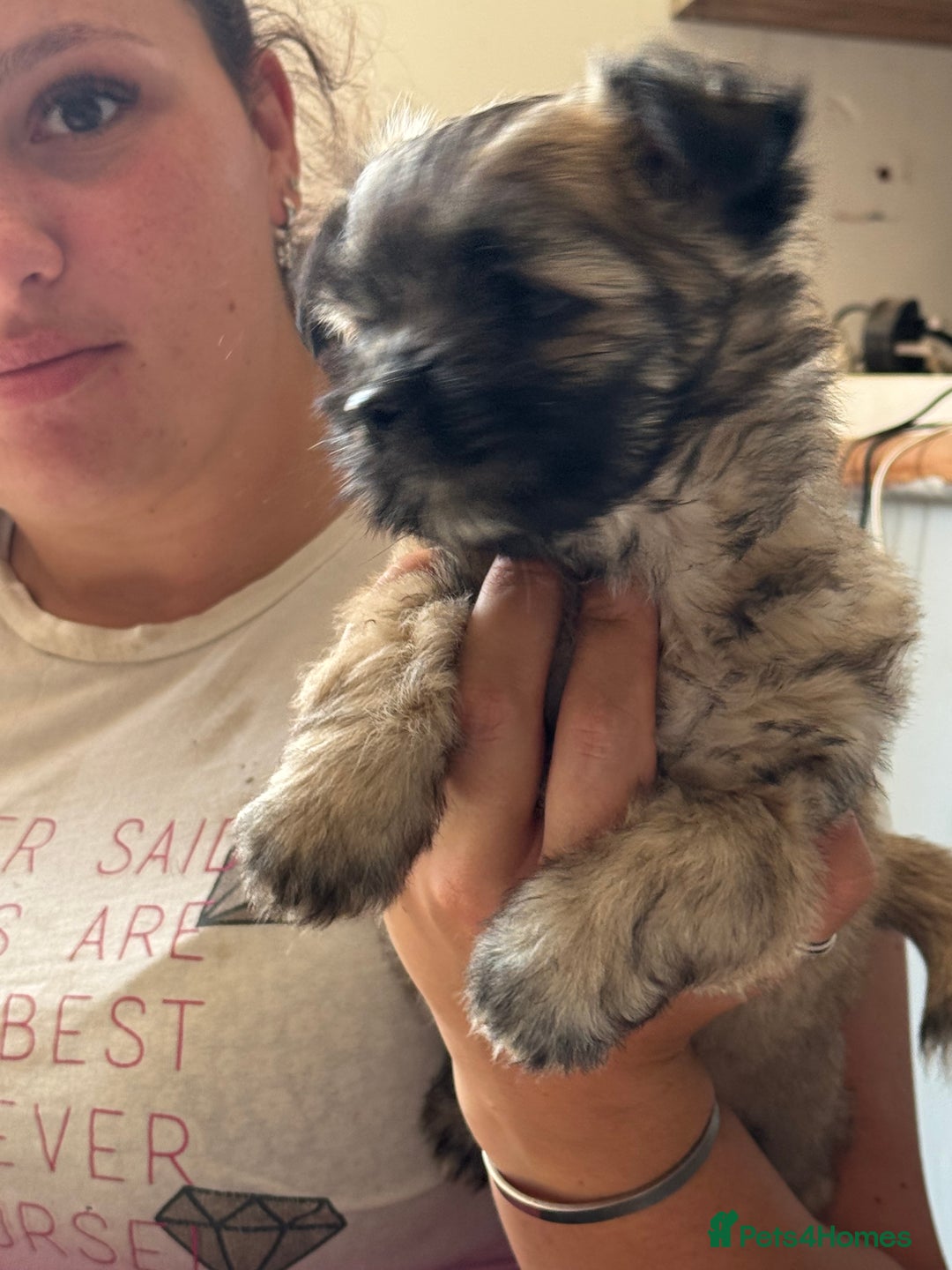 Mixed Breed dogs for sale: Schi-Chi babies in Wadebridge - Image 8