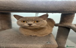 Ragdoll cats for sale: 5 Beautiful Ragdoll/ British Shorthairs - Advert 2