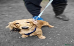 Miniature Dachshund dogs for stud: For Stud Long Haired minature Black and Tan male  in Pontefract - Advert 12