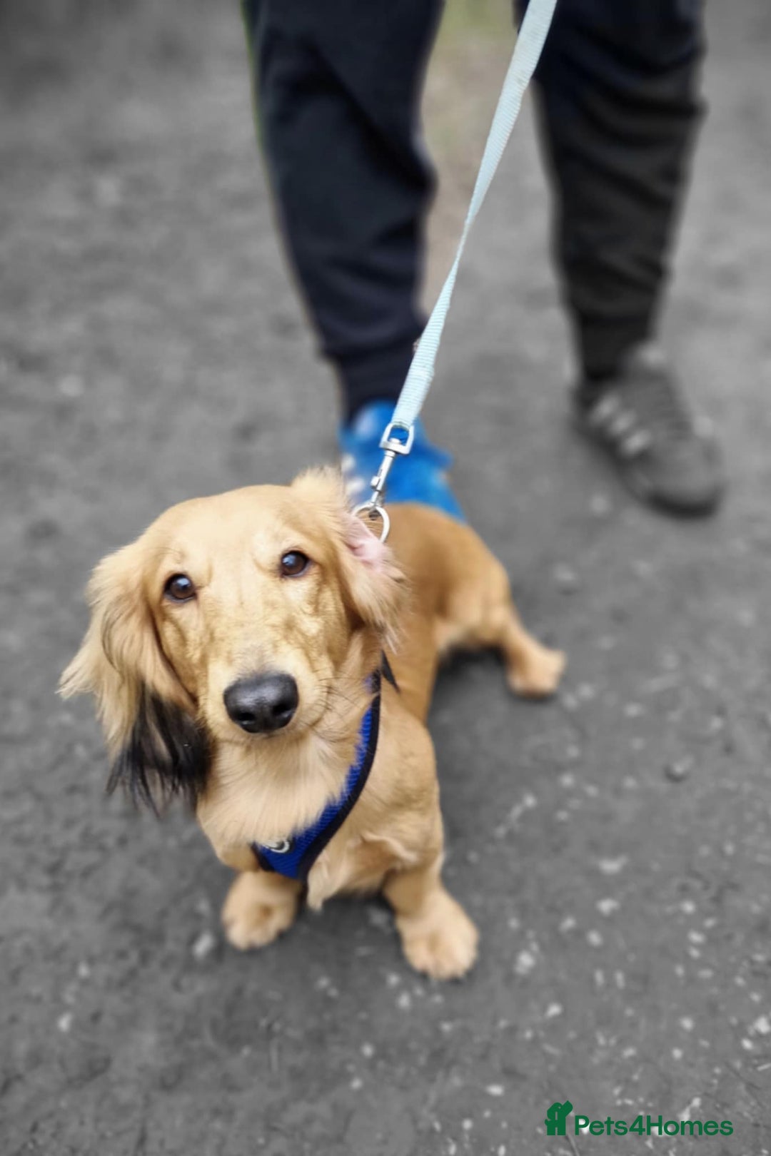 Miniature Dachshund dogs for stud: For Stud Long Haired minature Black and Tan male  in Pontefract - Advert 12