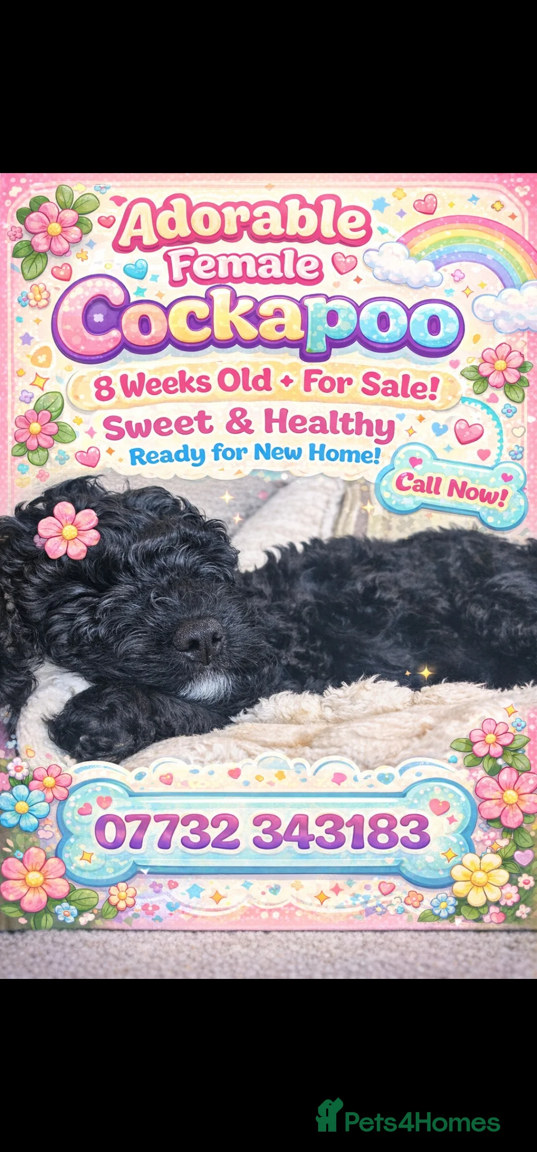 Cockapoo dogs for sale: 2 Beautiful female cockapoo left - Advert 3