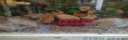 Quail poultry for sale: Male Jumbo Coturnix Quail - Advert 4