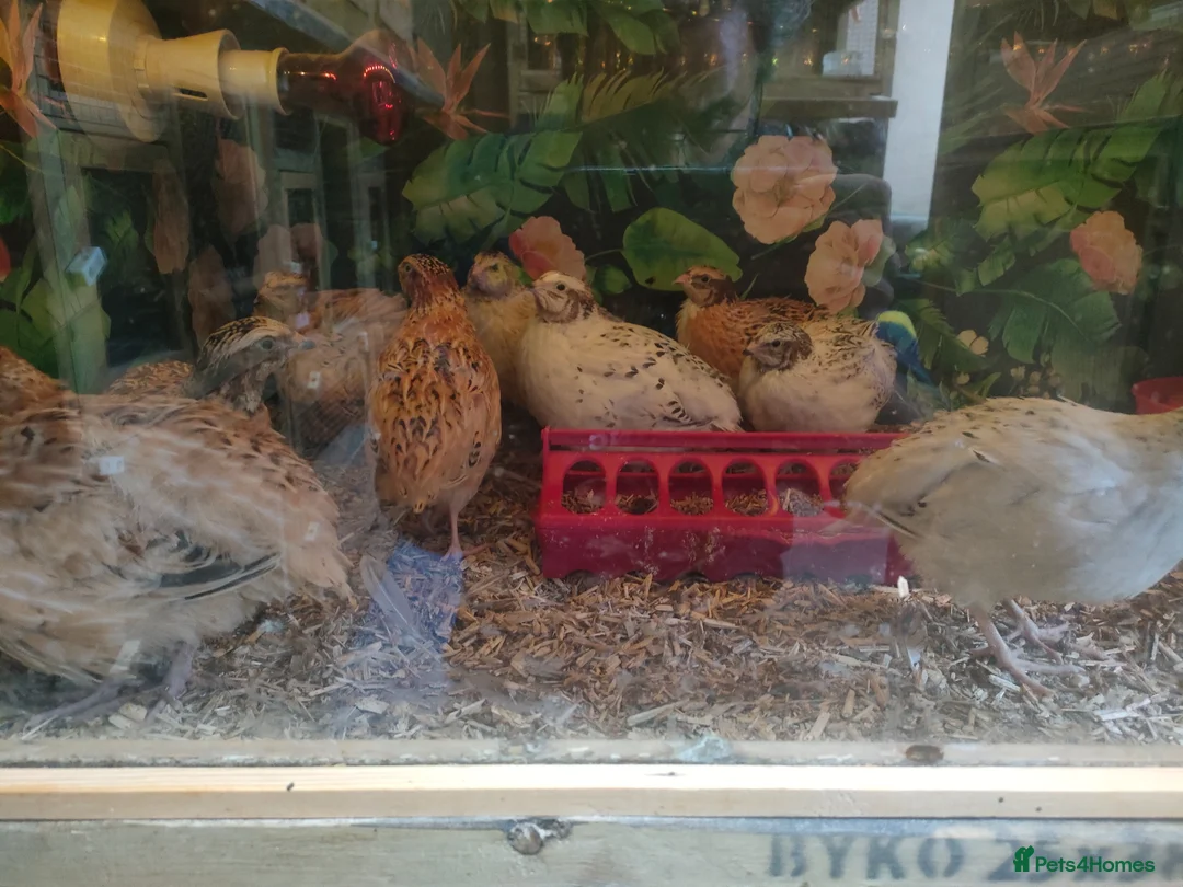 Quail poultry for sale: Male Jumbo Coturnix Quail - Advert 4