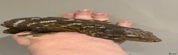 Gecko reptiles for sale: Leachianus Moro Mix Female  - Advert 3