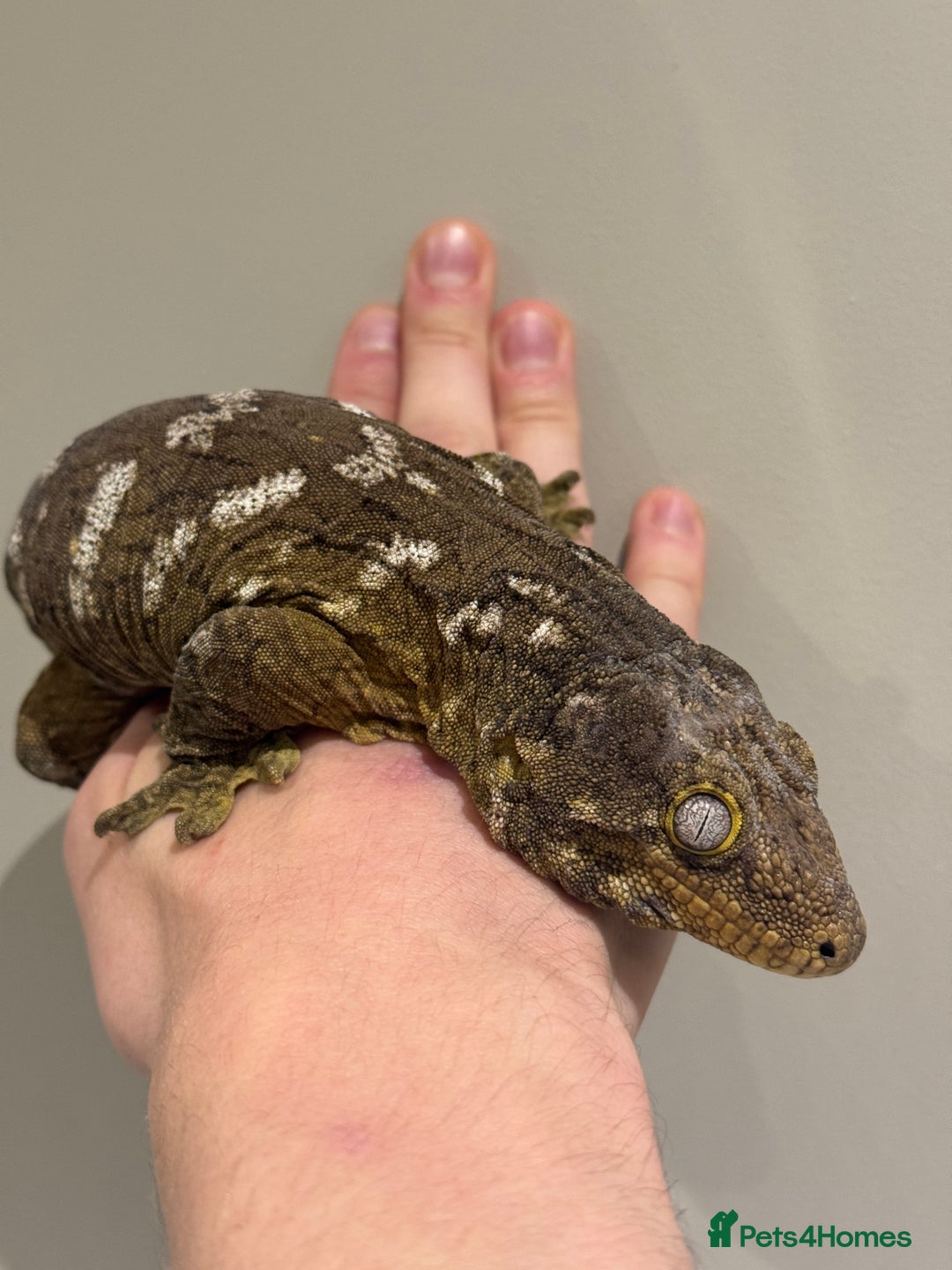Gecko reptiles for sale: Leachianus Moro Mix Female  - Advert 3