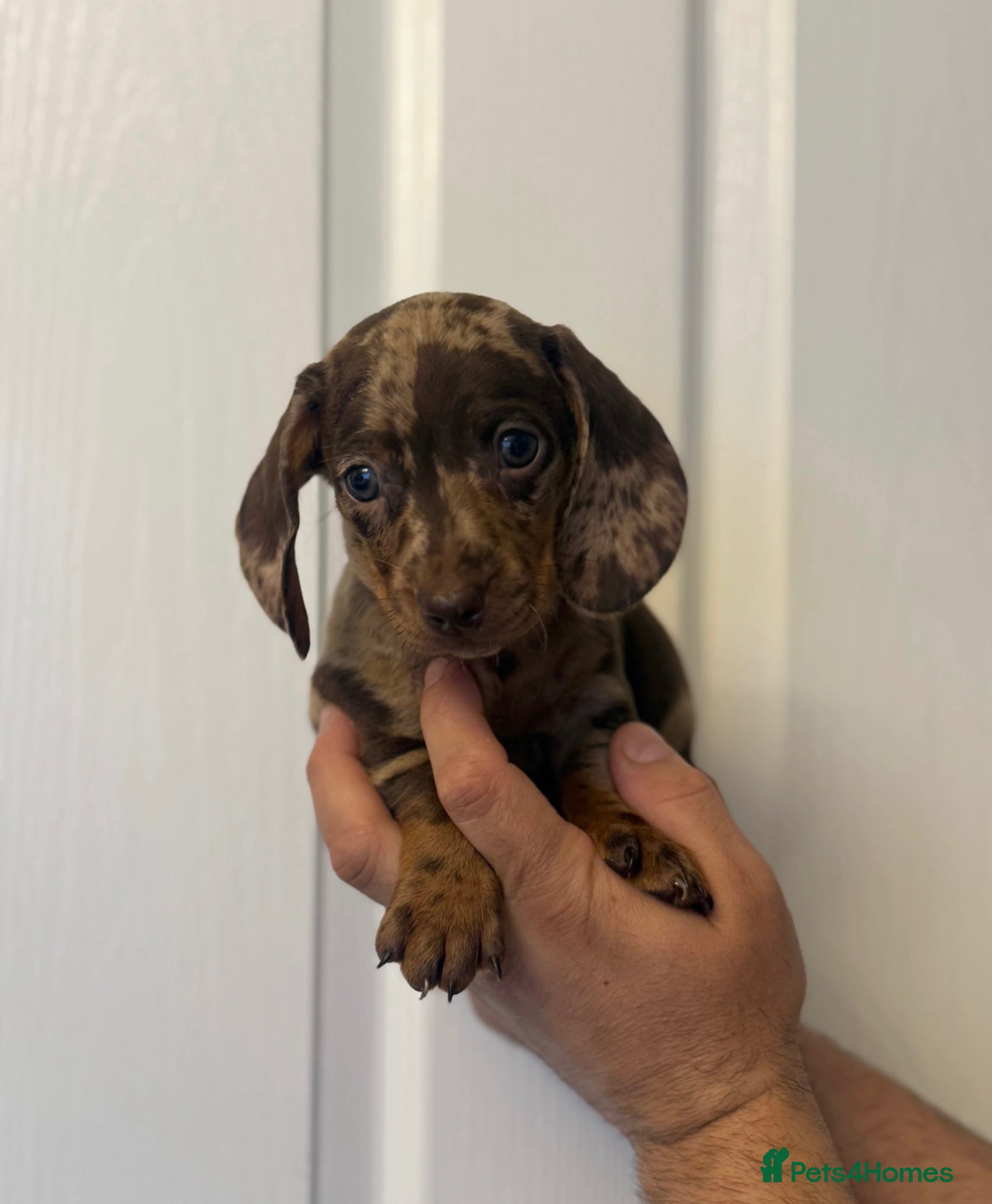 Miniature Dachshund dogs Miniature Chocolate Dachshund - Advert 1