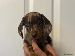 Miniature Dachshund dogs Miniature Chocolate Dachshund - Advert 1